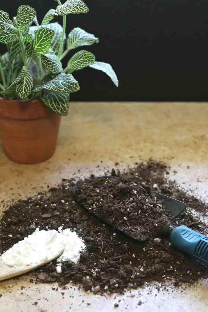 Est-ce que le bicarbonate de soude tue les plantes ?